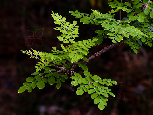 Super Green Wonders: The Health Benefits of Moringa